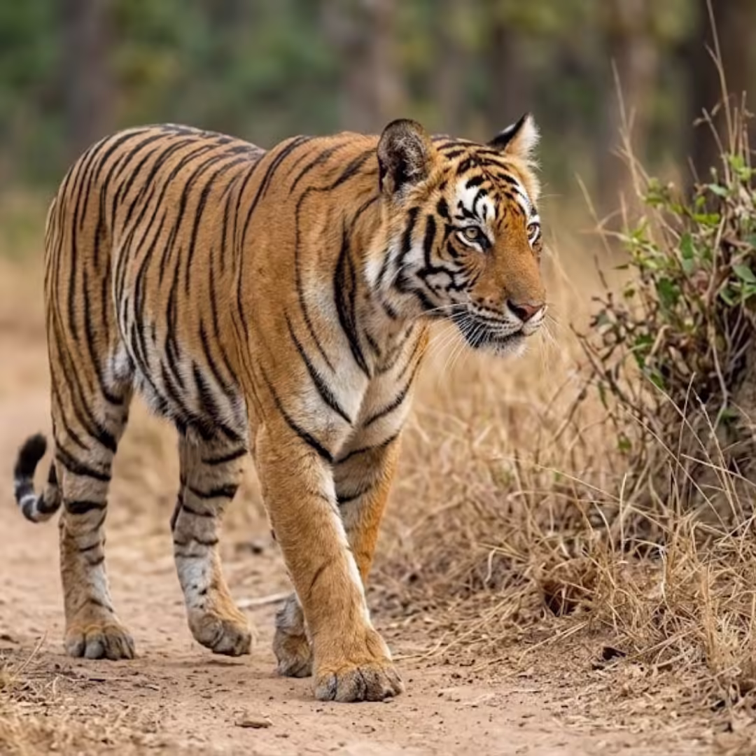 Jim Corbett Tour Package